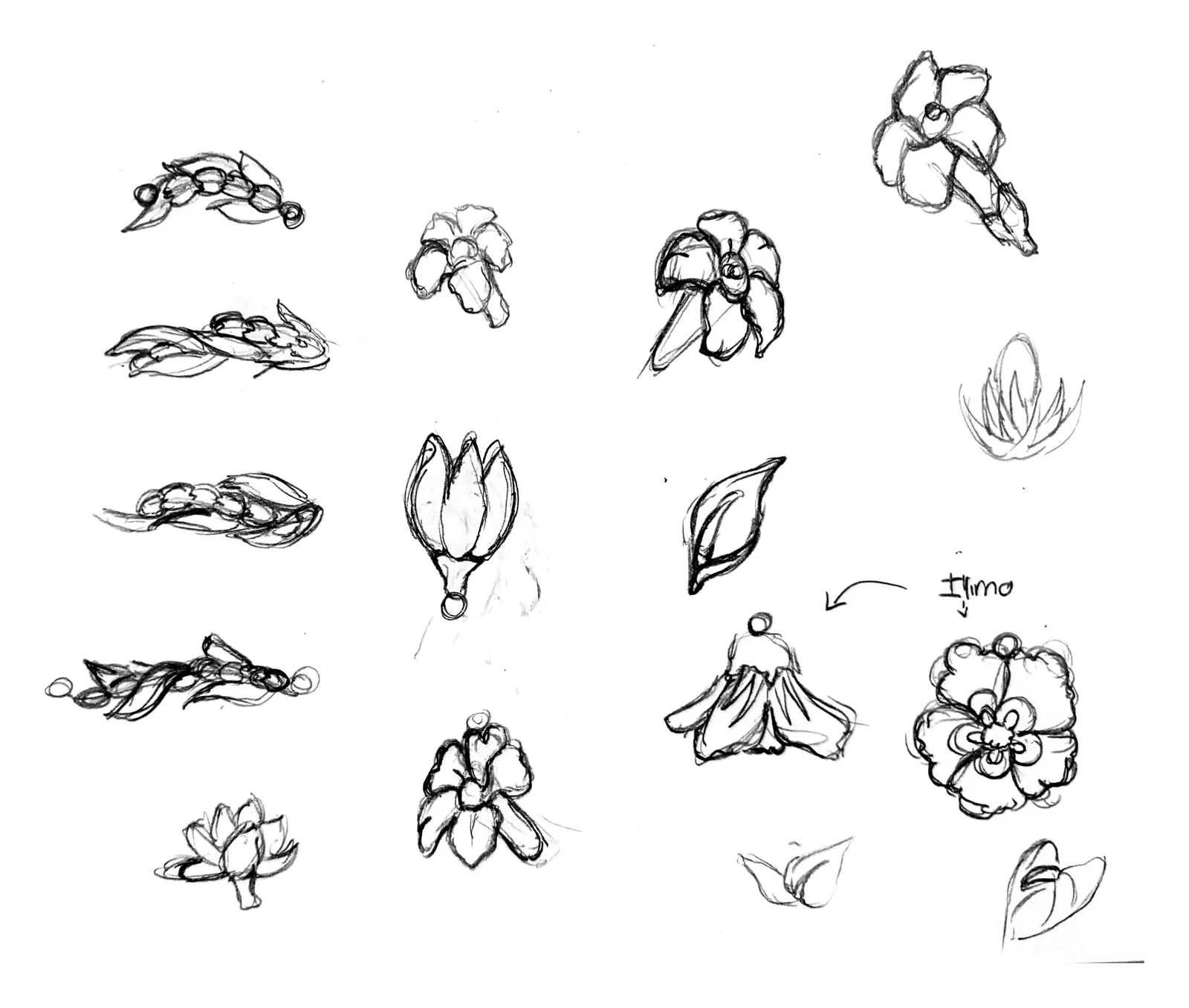 Pencil studies of Hawaiian flowers and leaves