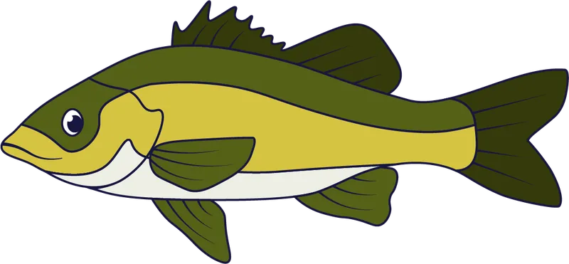 Australian bass