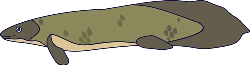 Australian lungfish