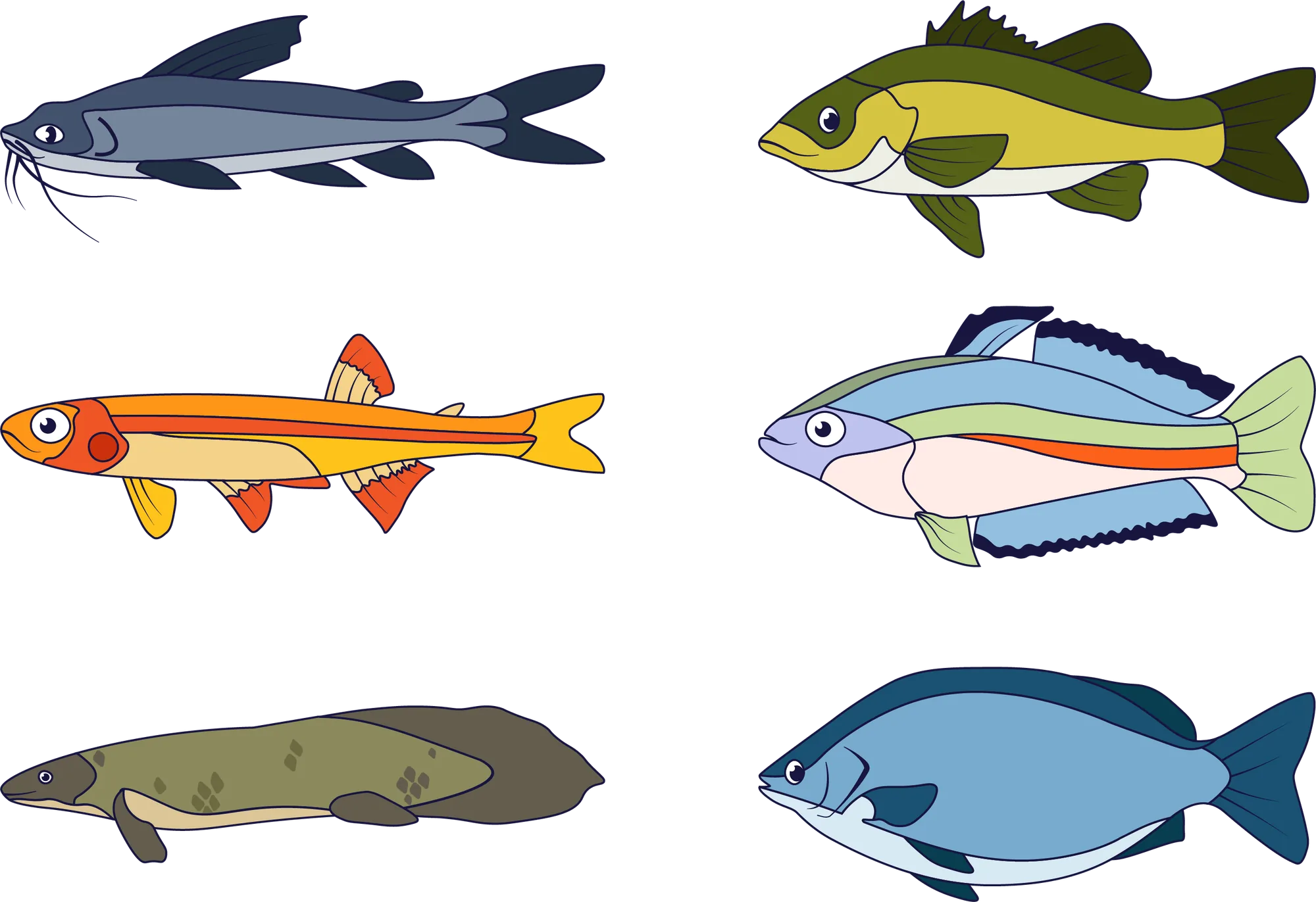 Australian native fish illustrations: smelt, bass, rainbowfish, grunter, catfish and lungfish